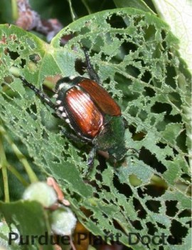 Japanese Beetle Outbreak in Chatham-Kent