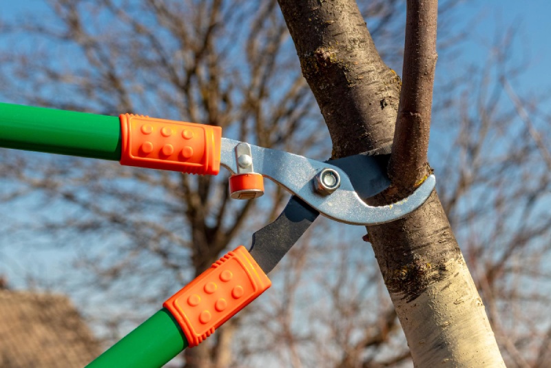 How-often-should-trees-be-pruned