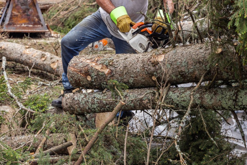 Storm-damage-to-a-tree