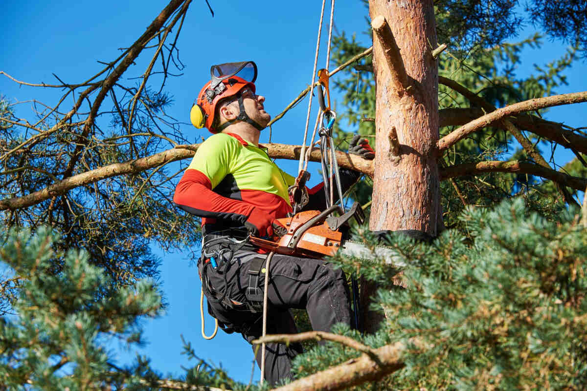 Tree-Service-Leamington