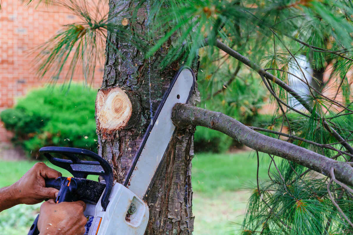 Tree-Service-Ridgetown