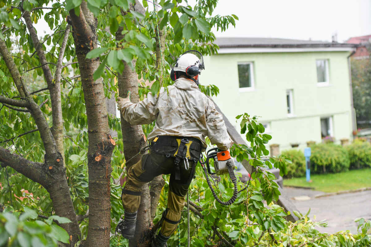 Tree-Service-Tilbury