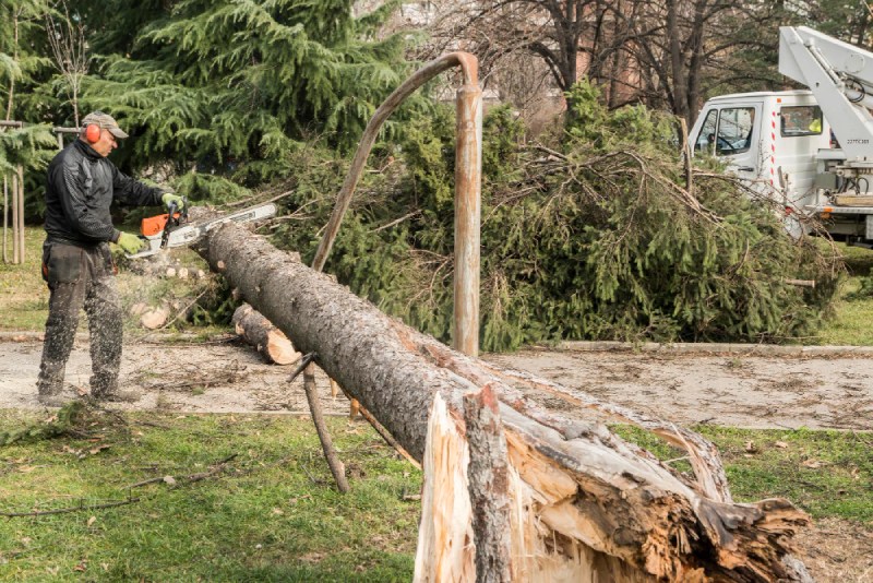Tree-removal