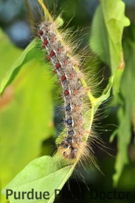 Gypsy Moth Outbreak in Chatham-Kent