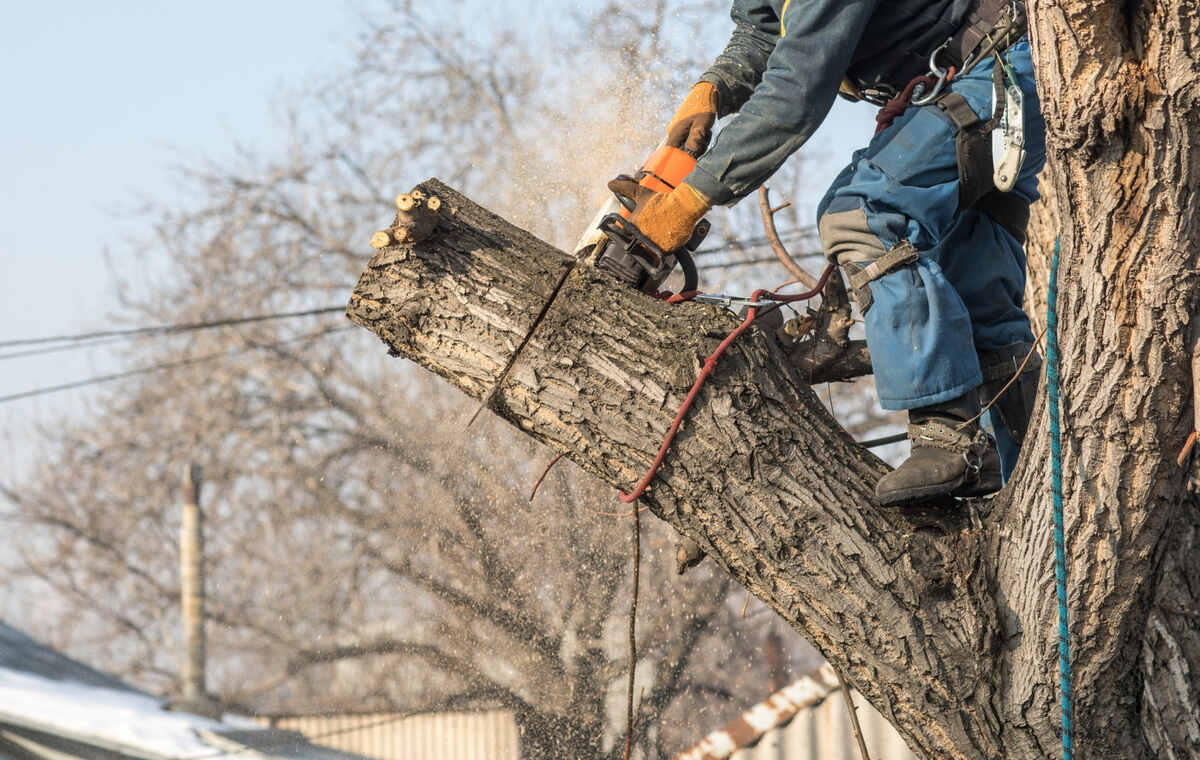 tree-removal-Blenheim