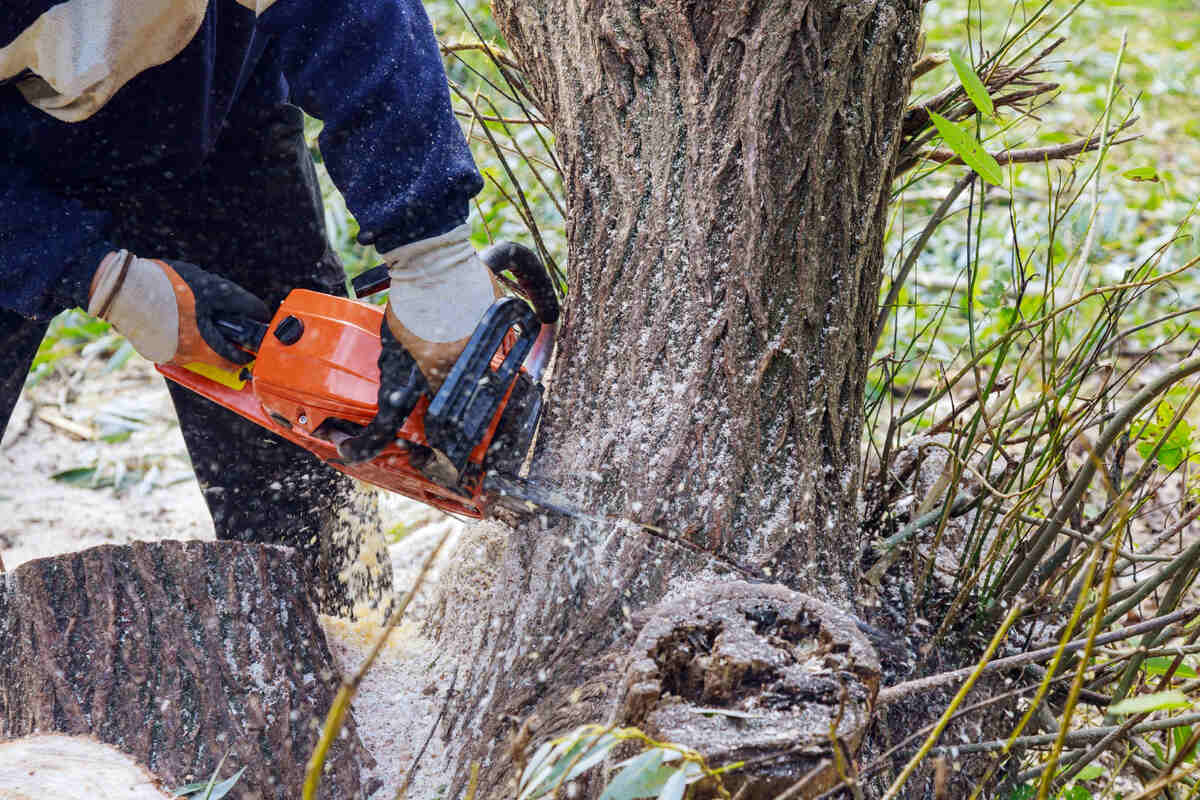 tree-removal-Leamington