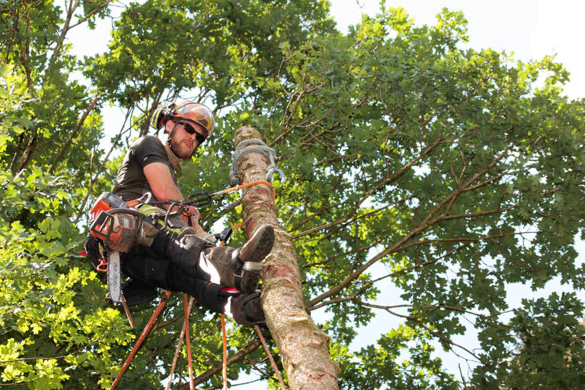 tree-removal-Ridgetown