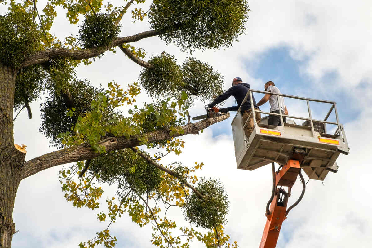 tree-removal-Wheatley