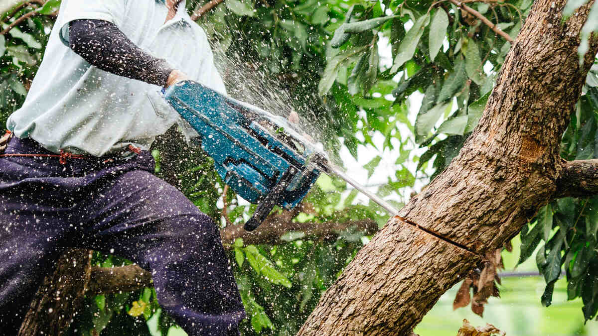 tree-service-Wheatley