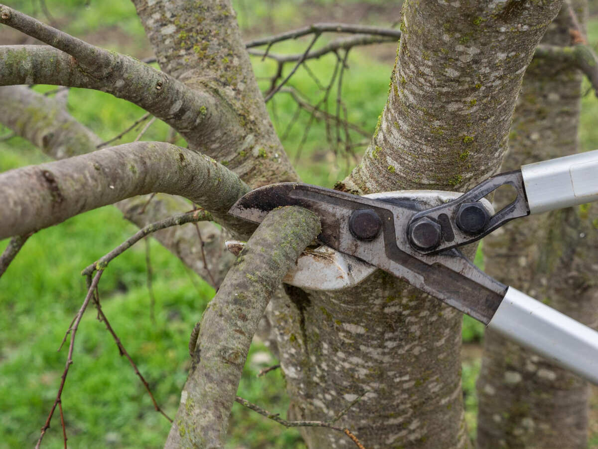 tree-trimming-Blenheim